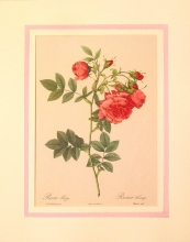 Rose mode 04